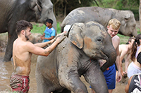 Mud bath with elephants